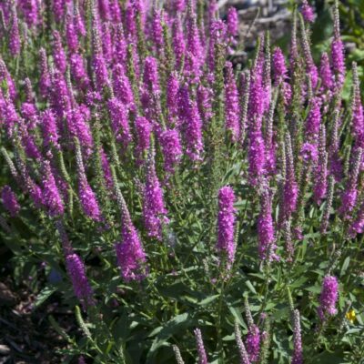 Red Fox Speedwell Veronica Garden Plant