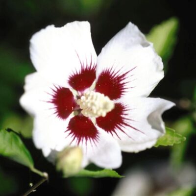 Red Heart Rose of Sharon Garden Plant