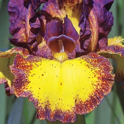 Red Hot Chili Tall Bearded Iris Garden Plant