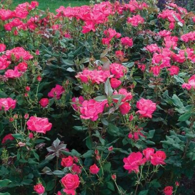 Red Knock Out Rose Shrub Garden Plant