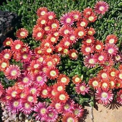 Red Mountain Ice Plant Garden Plant