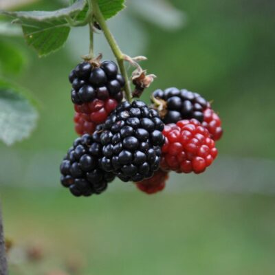 Red Mulberry Tree Garden Plant