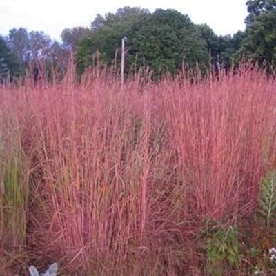 Red October Andropogon Garden Plant