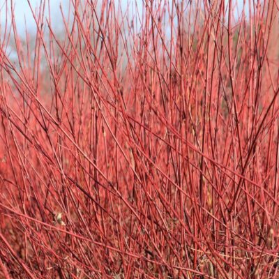 Red Osier Dogwood Garden Plant