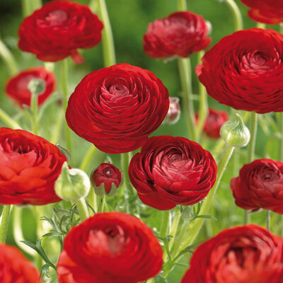 Red Ranunculus Garden Plant