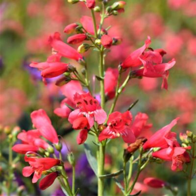 Red Riding Hood Penstemon Garden Plant