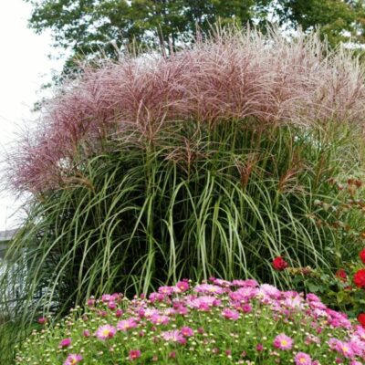 Red Silver Maiden Grass Garden Plant