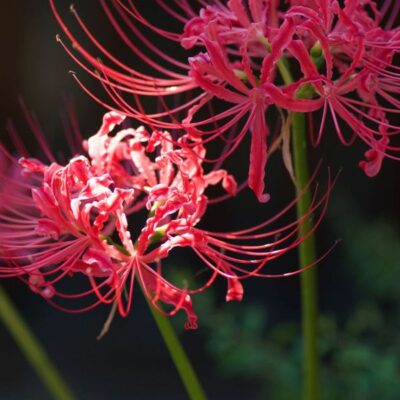 Red Spiderlily Garden Plant