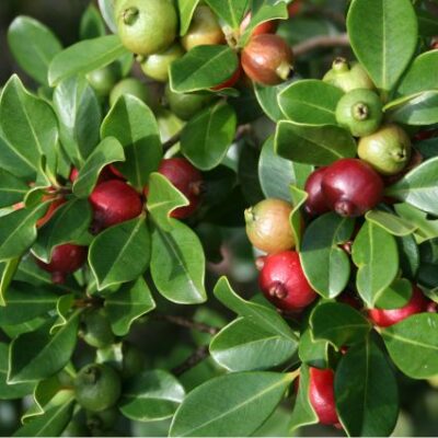 Red Strawberry Guava Garden Plant