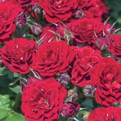 Red Sunblaze Rose Garden Plant