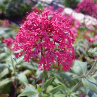 Red Valerian Garden Plant
