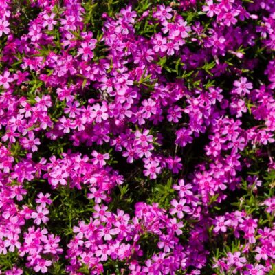 Red Wings Creeping Phlox Garden Plant