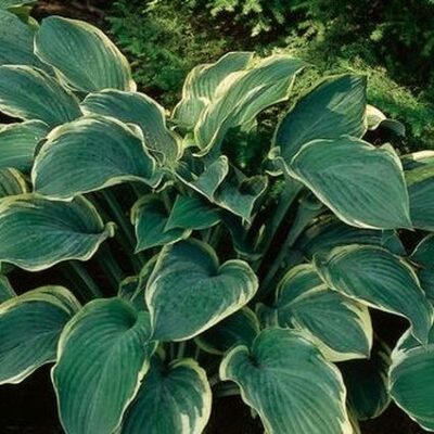 Regal Splendor Hosta Garden Plant