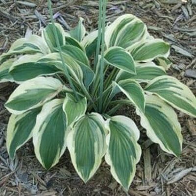 Regal Supreme Hosta Garden Plant