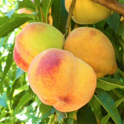 Reliance Peach Tree Garden Plant