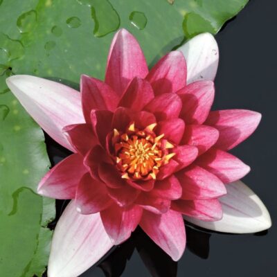 Rembrandt Water Lily Garden Plant