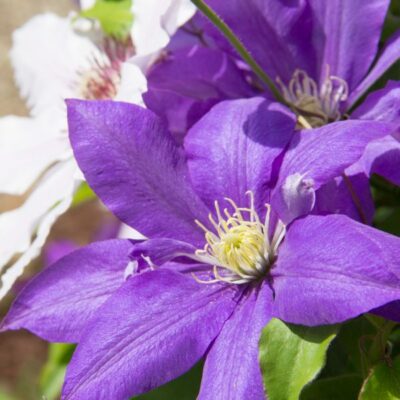 Rhapsody Clematis Garden Plant