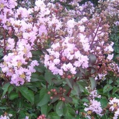 Rhapsody in Pink Crape Myrtle Garden Plant