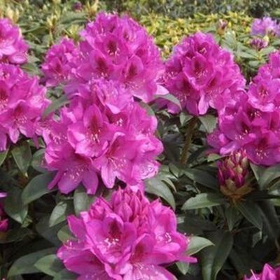 Rhododendron Anah Kruschke Garden Plant