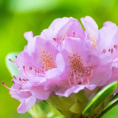Rhododendron Vernus Garden Plant
