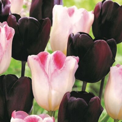 Rhythm of the Night Tulip Mix Garden Plant