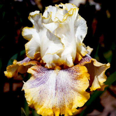 Ring Around Rosie Tall Bearded Iris Garden Plant