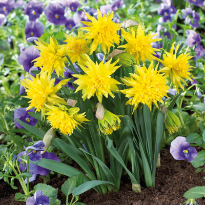 Rip Van Winkle Daffodil Garden Plant