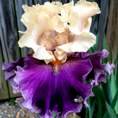 Roaring Twenties Tall Bearded Iris Garden Plant