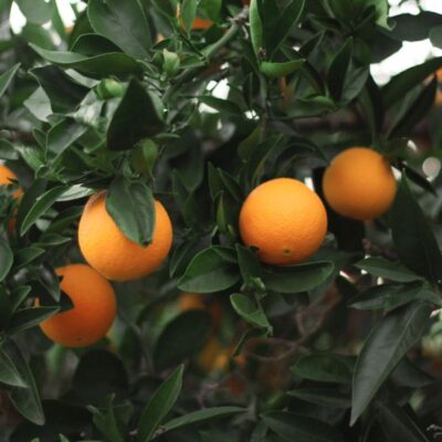 Robertson Sweet Orange Garden Plant