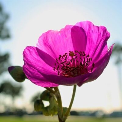 Rock Purslane Garden Plant