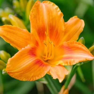 Rocket City Daylily Garden Plant