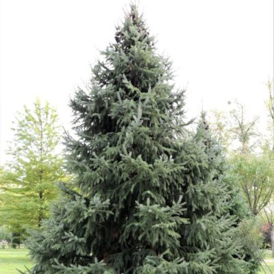 Rocky Mountain Douglas Fir Tree Garden Plant