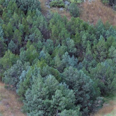 Rocky Mountain Juniper Garden Plant