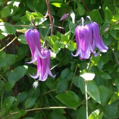 Roguchi Clematis Garden Plant