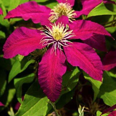 Rosemoor Clematis Garden Plant