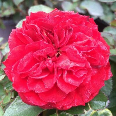 Roxanne Veranda Rose Garden Plant