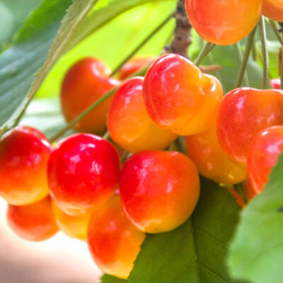 Royal Ann Cherry Tree Garden Plant