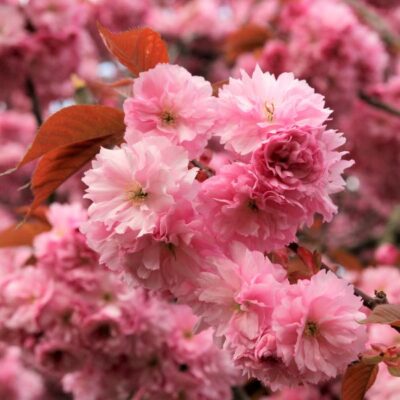 Royal Burgundy Flowering Cherry Garden Plant