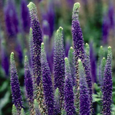 Royal Candles Speedwell Veronica Garden Plant