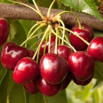 Royal Crimson Cherry Garden Plant