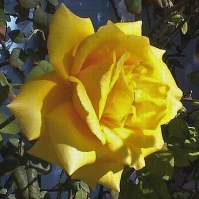 Royal Gold Climbing Rose Garden Plant