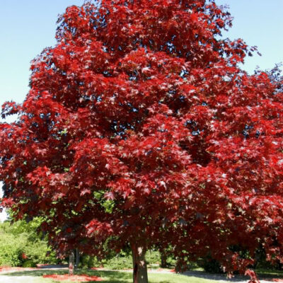 Royal Red Maple Garden Plant