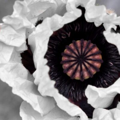 Royal Wedding Oriental Poppy Garden Plant