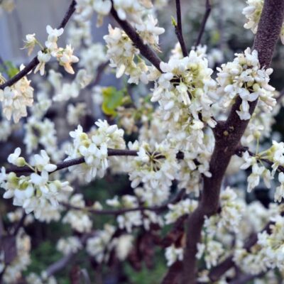 Royal White Redbud Garden Plant