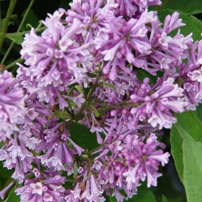 Royalty Lilac Garden Plant
