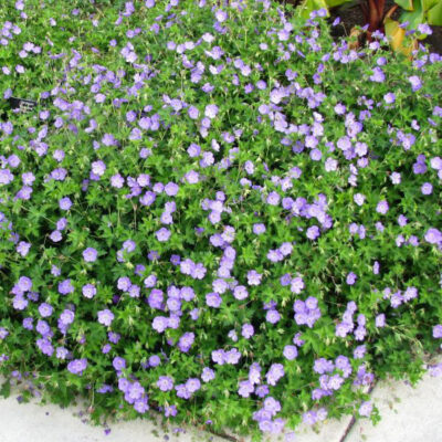 Rozanne Geranium Garden Plant