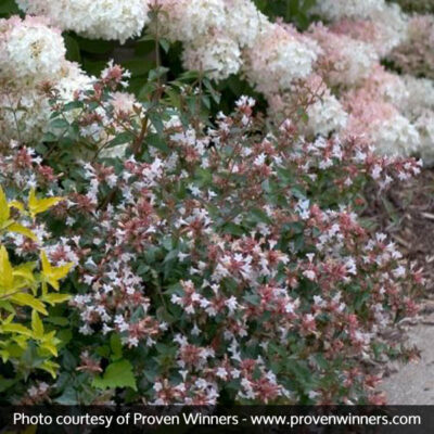 Ruby Anniversary Abelia Garden Plant