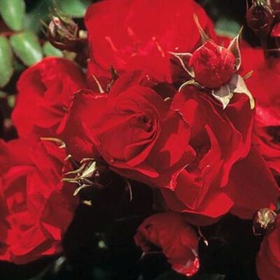 Ruby Meidiland Rose Garden Plant