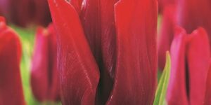Ruby Prince Tulip Garden Plant