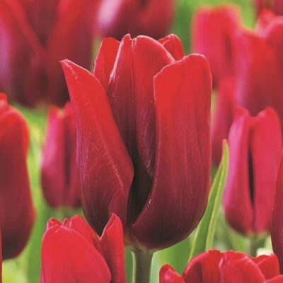 Ruby Prince Tulip Garden Plant